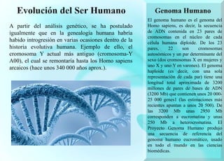 El genoma humano es el genoma del
Homo sapiens, es decir, la secuencia
de ADN contenida en 23 pares de
cromosomas en el núcleo de cada
célula humana diploide. De los 23
pares, 22 son cromosomas
autosómicos y un par determinante del
sexo (dos cromosomas X en mujeres y
uno X y uno Y en varones). El genoma
haploide (es decir, con una sola
representación de cada par) tiene una
longitud total aproximada de 3200
millones de pares de bases de ADN
(3200 Mb) que contienen unos 20 000-
25 000 genes1 (las estimaciones más
recientes apuntan a unos 20 500). De
las 3200 Mb unas 2950 Mb
corresponden a eucromatina y unas
250 Mb a heterocromatina. El
Proyecto Genoma Humano produjo
una secuencia de referencia del
genoma humano eucromático, usado
en todo el mundo en las ciencias
biomédicas.
A partir del análisis genético, se ha postulado
igualmente que en la genealogía humana habría
habido introgresión en varias ocasiones dentro de la
historia evolutiva humana. Ejemplo de ello, el
cromosoma Y actual más antiguo (cromosoma-Y
A00), el cual se remontaría hasta los Homo sapiens
arcaicos (hace unos 340 000 años aprox.).
 