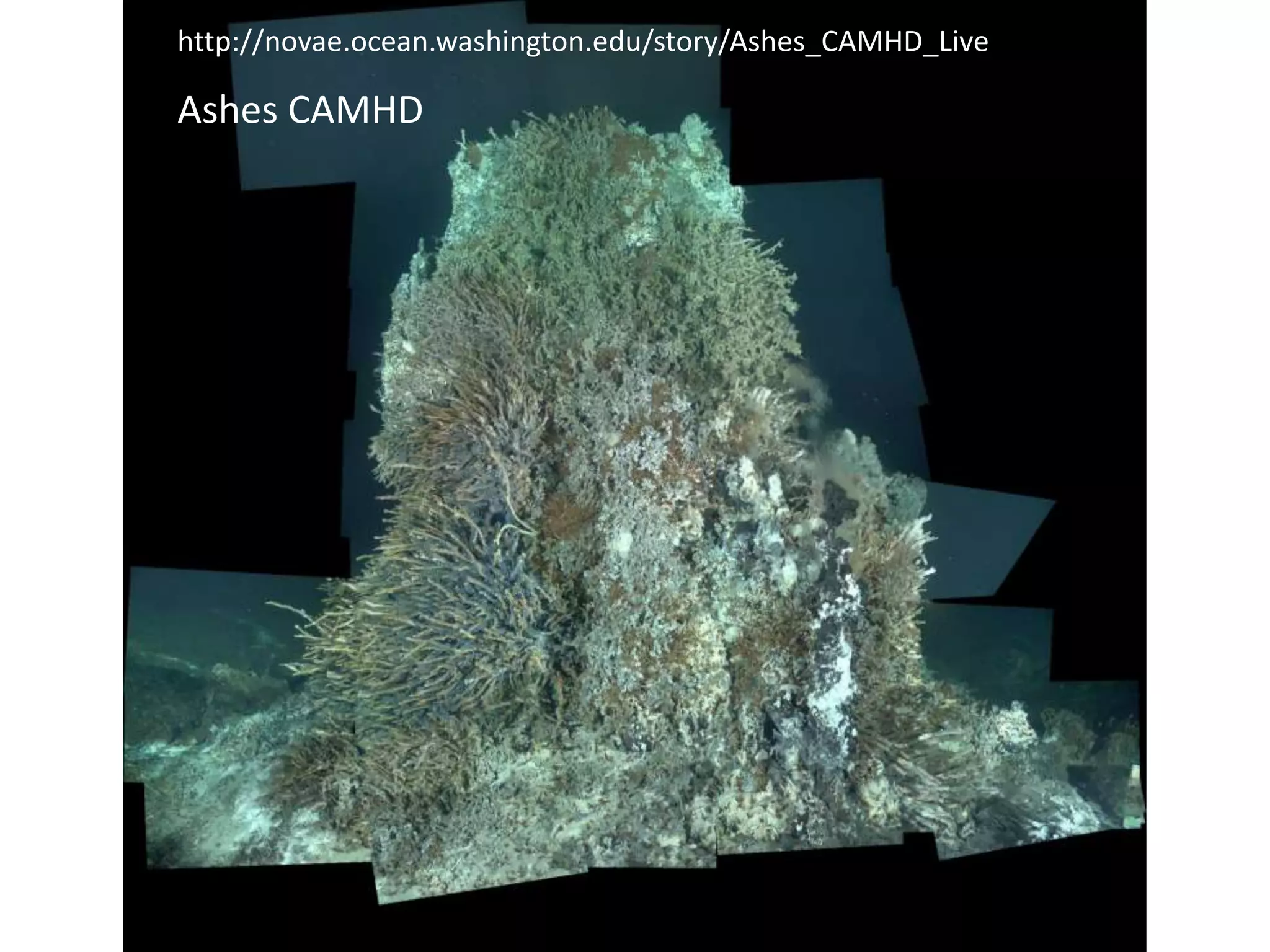 Ashes CAMHD
http://novae.ocean.washington.edu/story/Ashes_CAMHD_Live
 