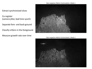 Extract synchronized slices
Co-register
(camera jitter, bad time synch)
Separate fore- and back-ground
Classify critters in the foreground
Measure growth rate over time
 