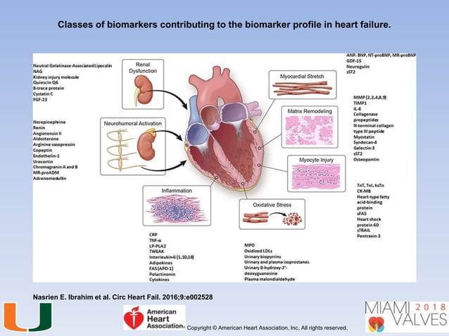 Newer biomarkers in heart failure | PPTX | Heart and Cardiovascular ...