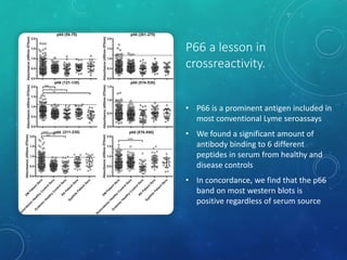 • P66 is a prominent antigen included in
most conventional Lyme seroassays
• We found a significant amount of
antibody binding to 6 different
peptides in serum from healthy and
disease controls
• In concordance, we find that the p66
band on most western blots is
positive regardless of serum source
P66 a lesson in
crossreactivity.
 
