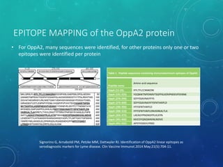 EPITOPE MAPPING of the OppA2 protein
Signorino G, Arnaboldi PM, Petzke MM, Dattwyler RJ. Identification of OppA2 linear epitopes as
serodiagnostic markers for Lyme disease. Clin Vaccine Immunol.2014 May;21(5):704-11.
• For OppA2, many sequences were identified, for other proteins only one or two
epitopes were identified per protein
Table 1. Peptide sequences containing immunodominant epitopes of OppA2.
Peptide name
Amino acid sequence
OppA (11-25) IFFLTFLCCNNKERK
OppA (191-225) YGQNWTNPENMVTSGPFKLKERIPNEKIVFEKNNK
OppA (276-290) SDYYSSAVNAIYFYS
OppA (276-300) SDYYSSAVNAIYFYSFNTHIKPLD
OppA (286-300) IYFYSFNTHIKPLD
OppA (286-310) IYFYSFNTHIKPLDNVKIRKALTLA
OppA (356-375) LAEAGYPNGNGFPILKLKYN
OppA (381-400) KKICEFIQNQWKKNLNIDVE
OppA (491-505) APIYIYGNSYLFRND
 