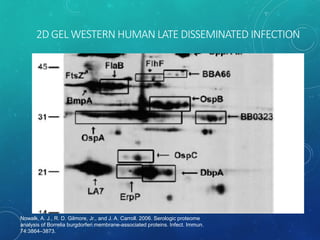 2D GEL WESTERN HUMAN LATE DISSEMINATED INFECTION
Nowalk, A. J., R. D. Gilmore, Jr., and J. A. Carroll. 2006. Serologic proteome
analysis of Borrelia burgdorferi membrane-associated proteins. Infect. Immun.
74:3864–3873.
 