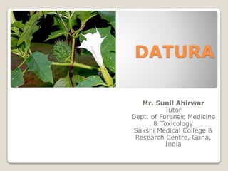 DATURA
Mr. Sunil Ahirwar
Tutor
Dept. of Forensic Medicine
& Toxicology
Sakshi Medical College &
Research Centre, Guna,
India
 