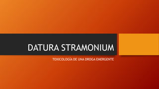 DATURA STRAMONIUM
TOXICOLOGÍA DE UNA DROGA EMERGENTE
 