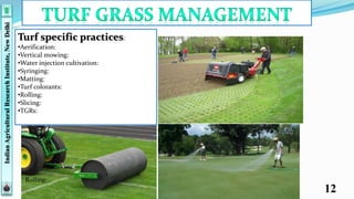 Syringing Turf Effects of PGRs on Turf grass | PPT