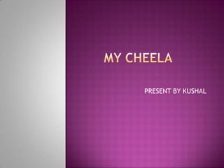 MY CHEELA PRESENT BY KUSHAL 