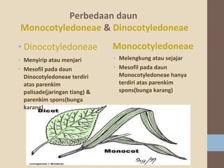 Perbedaan daun
Monocotyledoneae & Dinocotyledoneae
• Dinocotyledoneae

Monocotyledoneae

• Menyirip atau menjari
• Mesofil pada daun
Dinocotyledoneae terdiri
atas parenkim
palisade(jaringan tiang) &
parenkim spons(bunga
karang)

• Melengkung atau sejajar
• Mesofil pada daun
Monocotyledoneae hanya
terdiri atas parenkim
spons(bunga karang)

 