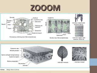 ZOOOM

 