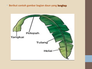 • Berikut contoh gambar bagian daun yang lengkap

 