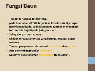 Fungsi Daun
• Tempat terjadinya fotosintesis.
• pada tumbuhan dikotil, terjadinya fotosintesis di jaringan
parenkim palisade. sedangkan pada tumbuhan monokotil,
fotosintesis terjadi pada jaringan spons.
• Sebagai organ pernapasan.
• Di daun terdapat stomata yang befungsi sebagai organ
respirasi.
• Tempat pengeluaran air melalui transpirasi dan gutasi.
• Alat perkembangbiakkan vegetatif.
Misalnya pada tanaman cocor bebek (tunas daun).

 