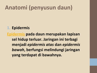 Anatomi(penyusundaun)
1. Epidermis
Epidermispadadaunmerupakanlapisan
selhidupterluar.Jaringaniniterbagi
menjadiepidermis atasdanepidermis
bawah,berfungsimelindungijaringan
yangterdapatdibawahnya.

 