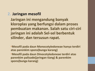 2. Jaringanmesofil
Jaringaninimengandungbanyak
kloroplasyangberfungsidalamproses
pembuatanmakanan.Salahsatuciri-ciri
jaringaniniadalahSel-selberbentuk
silinder,dantersusunrapat.
•MesofilpadadaunMonocotyledoneaehanyaterdiri
atasparenkimspons(bungakarang)
•MesofilpadadaunDinocotyledoneaeterdiriatas
parenkimpalisade(jaringantiang)&parenkim
spons(bungakarang)

 