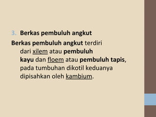 3. Berkaspembuluhangkut
Berkaspembuluhangkutterdiri
dari xilem atau pembuluh
kayu dan floem atau pembuluhtapis,
pada tumbuhan dikotil keduanya
dipisahkan oleh kambium.

 