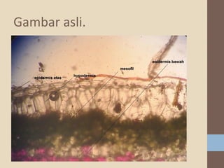 Gambar asli.

 