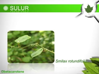 Smilax rotundifolia
 