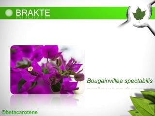 Bougainvillea spectabilis
 