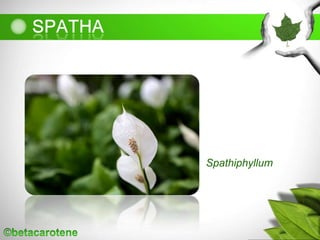 Spathiphyllum
 