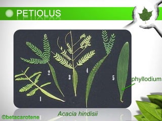 Acacia hindisii
phyllodium
 
