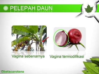 Vagina sebenarnya Vagina termodifikasi
 