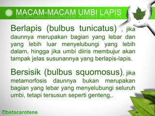Berlapis (bulbus tunicatus) , jika
daunnya merupakan bagian yang lebar dan
yang lebih luar menyelubungi yang lebih
dalam, hingga jika umbi diiris membujur akan
tampak jelas susunannya yang berlapis-lapis.
Bersisik (bulbus squomosus), jika
metamorfosis daunnya bukan merupakan
bagian yang lebar yang menyelubungi seluruh
umbi, tetapi tersusun seperti genteng,.
 
