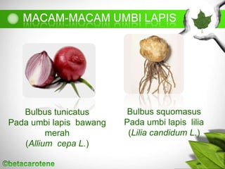 Bulbus tunicatus
Pada umbi lapis bawang
merah
(Allium cepa L.)
Bulbus squomasus
Pada umbi lapis lilia
(Lilia candidum L.)
 