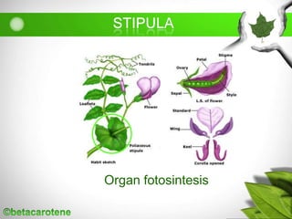 Organ fotosintesis
 