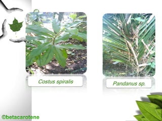 Costus spiralis Pandanus sp.
 