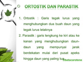 1. Ortostik : Garis tegak lurus yang
menghubungkan dua buah daun yang
tegak lurus letaknya
2. Parastik : garis lengkung ke kiri atau ke
kanan yang menghubungkan daun-
daun yang mempunyai jarak
berdekatan mulai dari pusat apeks
hingga daun yang paling tua
 