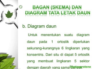 b. Diagram daun
Untuk menentukan suatu diagram
daun pada 1 ortostik diperlukan
sekurang-kurangnya 6 lingkaran yang
konsentris. Dari situ di dapat 5 ortostik
yang membuat lingkaran 5 sektor
dengan daerah yang sama banyak
 