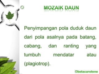 Penyimpangan pola duduk daun
dari pola asalnya pada batang,
cabang, dan ranting yang
tumbuh mendatar atau
(plagiotrop).
 