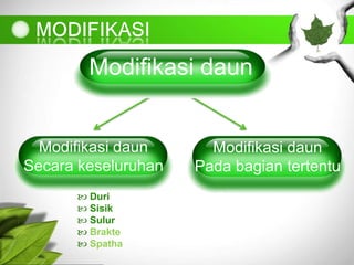 Modifikasi daun
Secara keseluruhan
Modifikasi daun
Pada bagian tertentu
 Duri
 Sisik
 Sulur
 Brakte
 Spatha
Modifikasi daunModifikasi daun
 