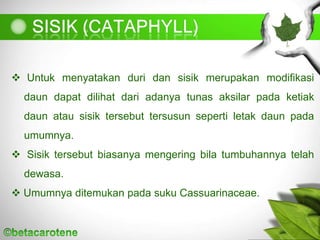  Untuk menyatakan duri dan sisik merupakan modifikasi
daun dapat dilihat dari adanya tunas aksilar pada ketiak
daun atau sisik tersebut tersusun seperti letak daun pada
umumnya.
 Sisik tersebut biasanya mengering bila tumbuhannya telah
dewasa.
 Umumnya ditemukan pada suku Cassuarinaceae.
 
