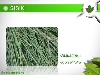 Casuarina
equisetifolia
 