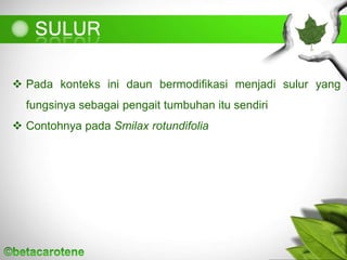  Pada konteks ini daun bermodifikasi menjadi sulur yang
fungsinya sebagai pengait tumbuhan itu sendiri
 Contohnya pada Smilax rotundifolia
 