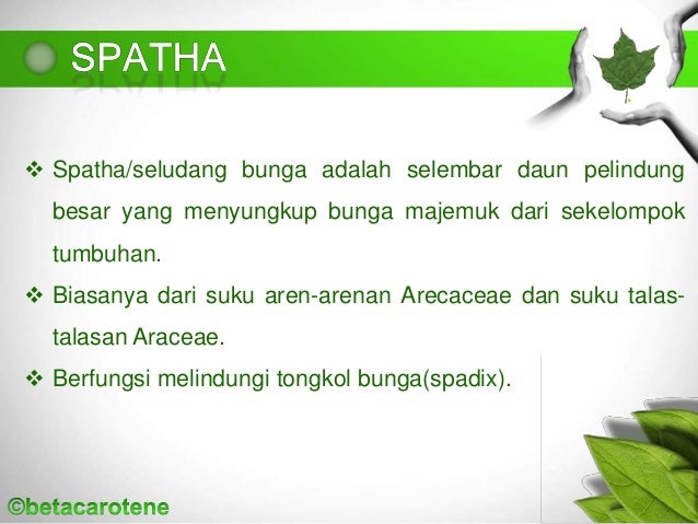 MODIFIKASI DAN FILOTAKSIS DAUN