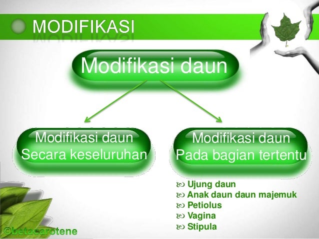 Modifikasi Dan Filotaksis Daun