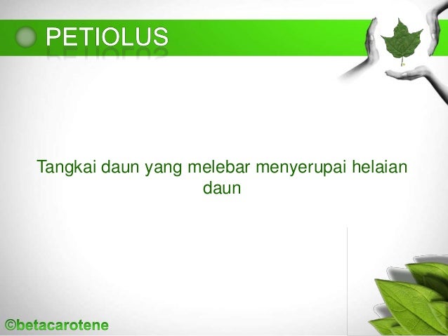 MODIFIKASI DAN FILOTAKSIS DAUN