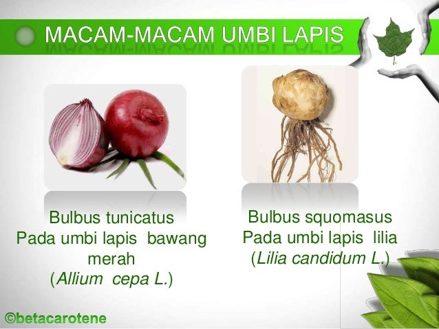 MODIFIKASI DAN FILOTAKSIS DAUN MODIFIKASI DAN FILOTAKSIS DAUN