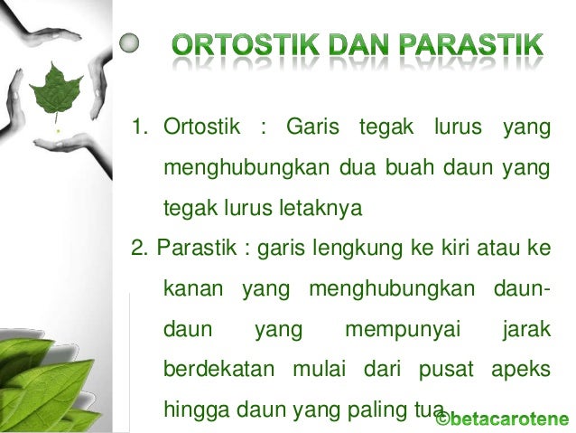 MODIFIKASI DAN FILOTAKSIS DAUN
