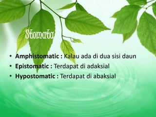 Anatomi Daun Kelas XI SMA by. Gabrielle TL | PPTX