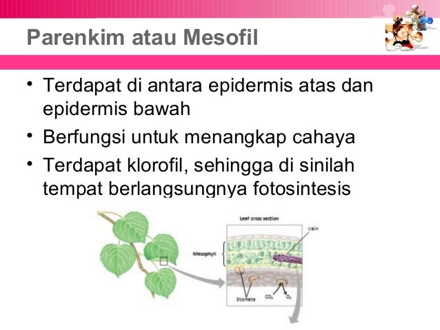 DAUN TUMBUHAN BIOLOGI MISA VLKRN