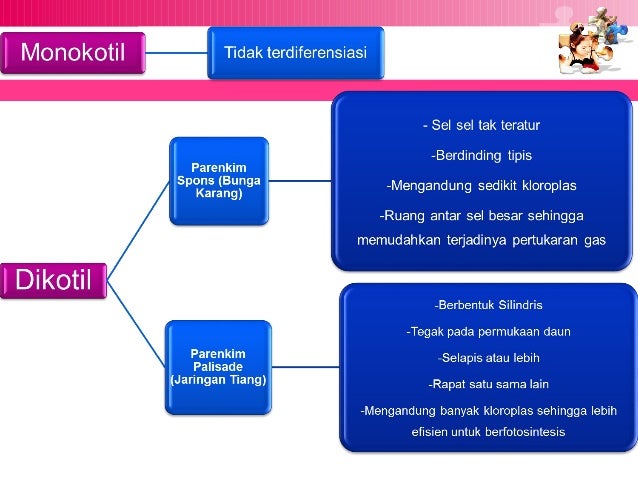 DAUN TUMBUHAN BIOLOGI MISA VLKRN