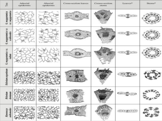 DAUN TUMBUHAN BIOLOGI MISA VLKRN