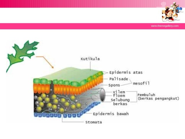 DAUN TUMBUHAN BIOLOGI MISA VLKRN