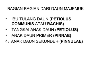 BAGIAN-BAGIAN DARI DAUN MAJEMUK IBU TULANG DAUN ( PETIOLUS   COMMUNIS  ATAU  RACHIS ) TANGKAI ANAK DAUN ( PETIOLUS) ANAK DAUN PRIMER ( PINNAE) 4.  ANAK DAUN SEKUNDER ( PINNULAE ) 