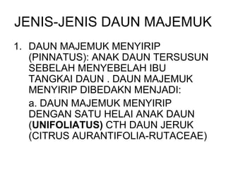 JENIS-JENIS DAUN MAJEMUK DAUN MAJEMUK MENYIRIP (PINNATUS): ANAK DAUN TERSUSUN SEBELAH MENYEBELAH IBU TANGKAI DAUN . DAUN MAJEMUK MENYIRIP DIBEDAKN MENJADI: a. DAUN MAJEMUK MENYIRIP DENGAN SATU HELAI ANAK DAUN ( UNIFOLIATUS)  CTH DAUN JERUK (CITRUS AURANTIFOLIA-RUTACEAE) 