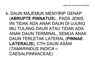 LANJUTAN JENIS DAUN MAJEMUK b. DAUN MAJEMUK MENYIRIP GENAP ( ABRUPTE PINNATUS ) , PADA JENIS INI TIDAK ADA ANAK DAUN DI UJUNG IBU TULANG DAUN ATAU TIDAK ADA ANAK DAUN TERMINAL, SEMUA ANAK DAUN TERLETAK LATERAL ( PINNAE LATERALIS ), CTH DAUN ASAM ( TAMARINDUS INDICA  –  CAESALPINNIACEAE) 