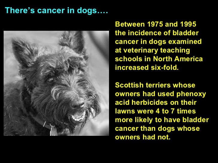 bladder cancer dogs