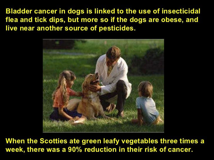 bladder cancer dogs